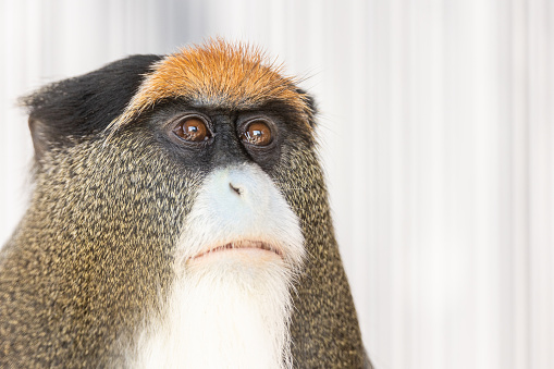 Cute Guenon monkey close up portrait.