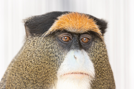 Cute Guenon monkey close up portrait.