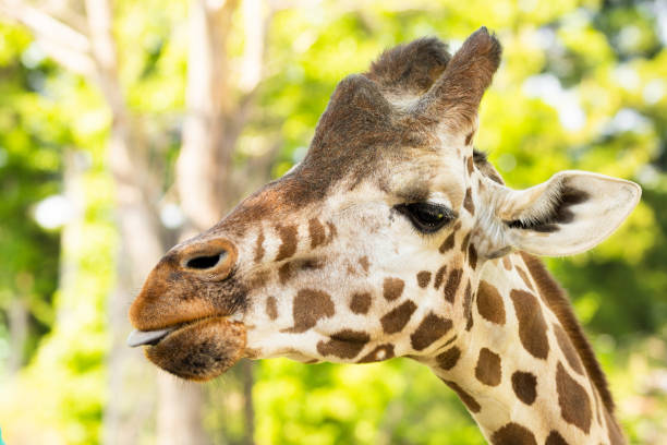 istock Close up Giraffe portrait 1400764905