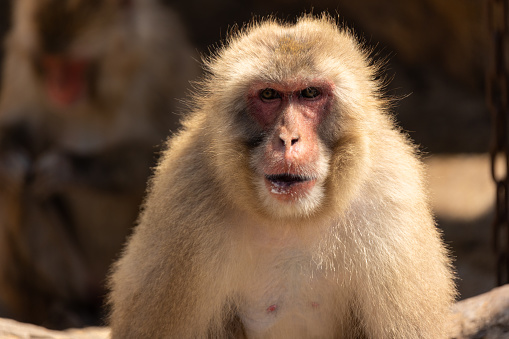 Monkey at the Dragon bridge in the Sacred Monkey forest Sanctuary.