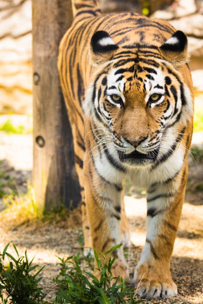 istock Siberian Tiger close up walking towards camera 1400765517