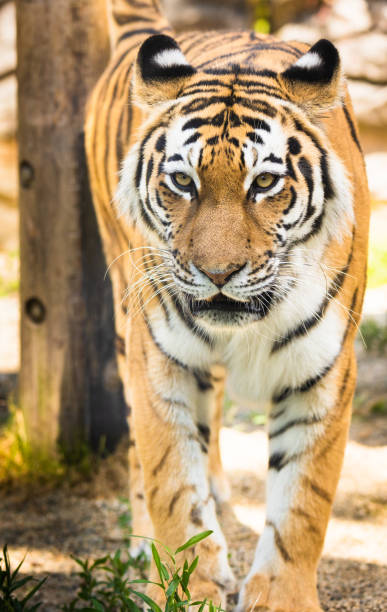 istock Siberian Tiger close up walking towards camera 1400765535