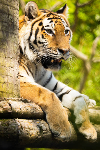 gros plan sur le tigre de sibérie montrant ses dents - seated tiger photos et images de collection