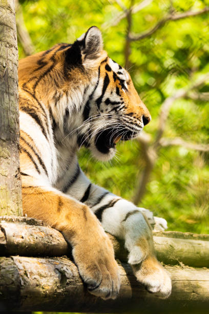 istock Siberian Tiger close up showing its teeth 1400765641