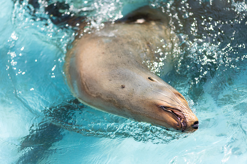 Looking down to a Seal swimming and playing in water.