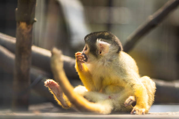 Funny Pose of Vervet Monkey (Chlorocebus pygerythrus)