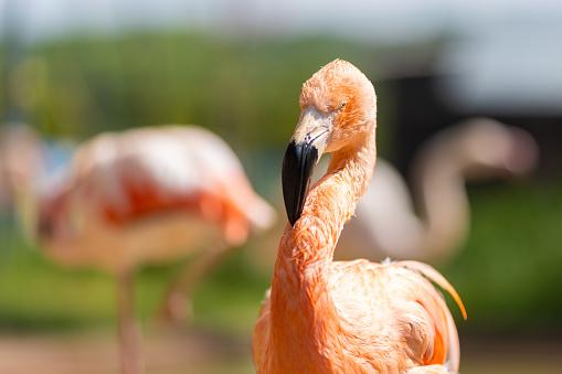 Flamingo close up portrait.