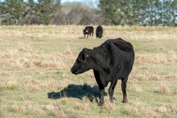 istock Angus crossbred brood cow looking left in winter pasture 1400765864