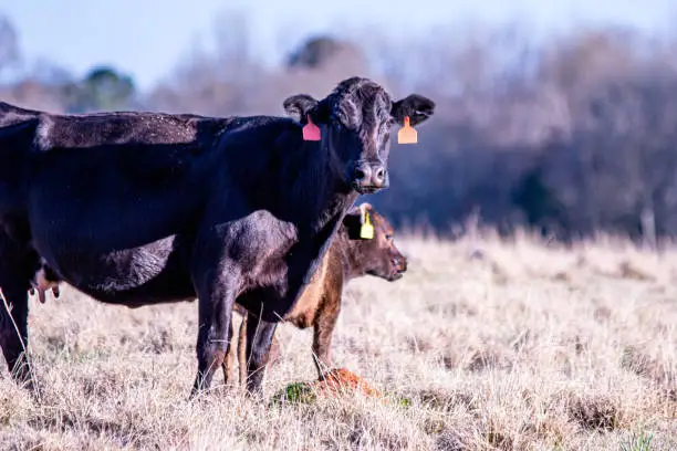 Angus crossbred cow-calf pair with negative space to the right in a winter pasture.