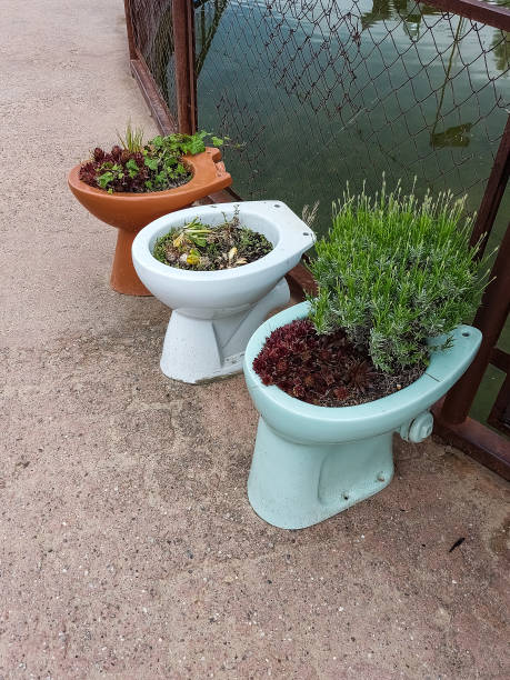 istock Plants in a toilet bowl 1400767116