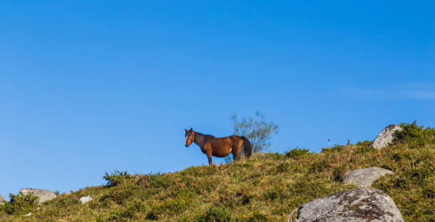 istock Wild horse at the mountains 1400770898