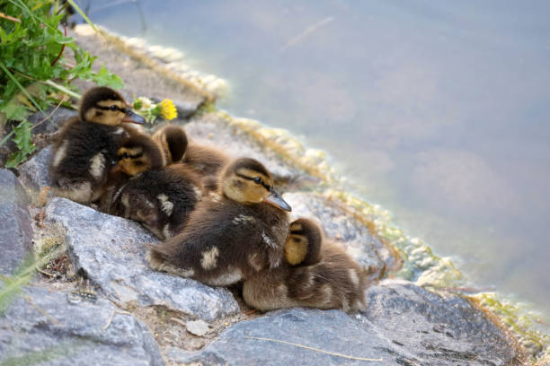 istock Mallard ducklings sitting on a stones of lake coast 1400772022