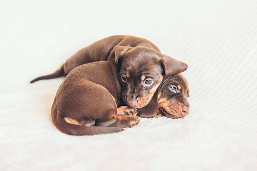Two adorable puppies. Dachshund puppies.