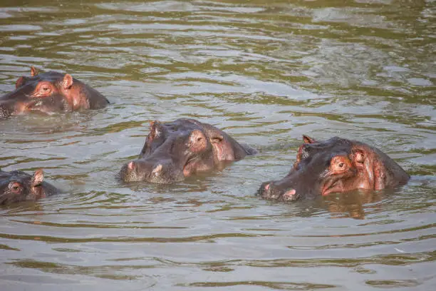 Common hippopotamuses (Hippopotamus amphibius) in the Mara Triangle National Park, Kenya