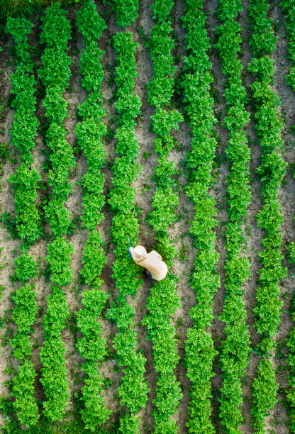 istock Aerial view of man watering vegetable garden 1400774888