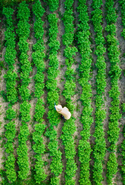 aerial view of man watering vegetable garden - high angle view people people in a row directly above imagens e fotografias de stock