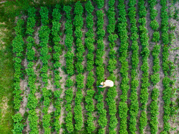istock Aerial view of man watering vegetable garden 1400774900