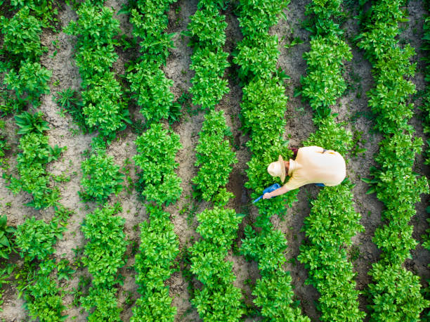 istock Aerial view of man watering vegetable garden 1400774945