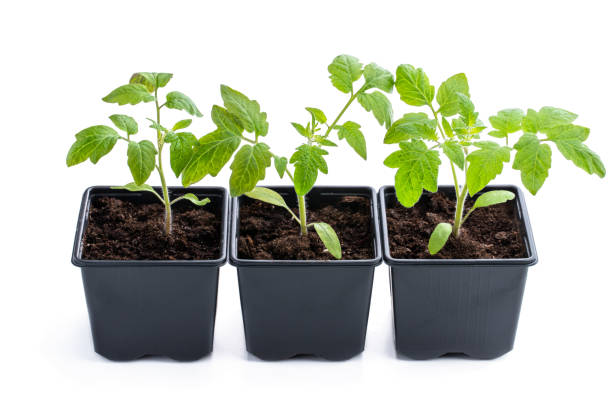 istock Early tomato sprout in plastic pots grown from seeds isolated on white 1400775599