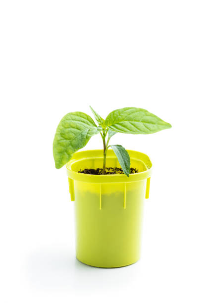 istock Young baby green pepper crop in small green pot isolated on white 1400776320