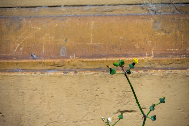 istock young dandelion plant in front of an old wall 1400776568