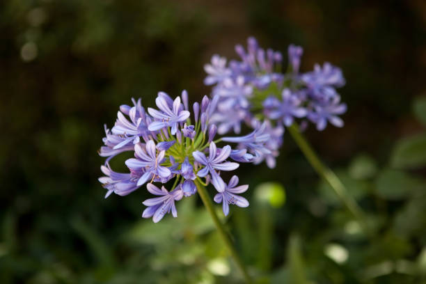 istock agapanthus flower close up on dark background 1400776634