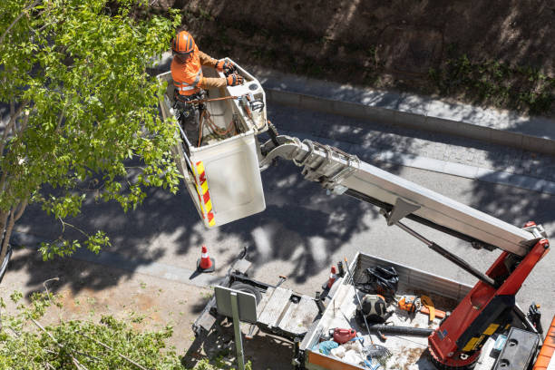 Operator using crane control to direct the basket to the tree to be cut, on a city street during the day. Operator using crane control to direct the basket to the tree to be cut, on a city street during the day. Experienced worker in truck tower basket cutting branches. arborist stock pictures, royalty-free photos & images