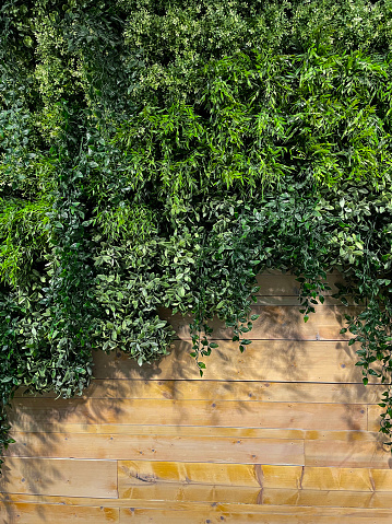 Stock photo showing an artificial living wall, greenery backdrop with plastic leaves of trailing fake plants hanging on feature wall of horizontal, wooden planks. The plants are maintenance free and are ideal for outdoor or indoor decoration. Home decor concept