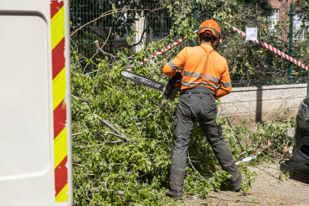 istock Garden worker cutting tree branches with a chainsaw on a sunny morning. 1400777892