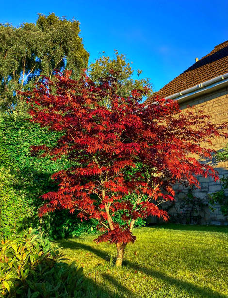 붉은 잎의 캐노피가있는 일본 단풍 나무 (acer palmatum)의 이미지, 녹색 잔디밭의 창공, 표본 낙엽수 - falling vertical green grass 뉴스 사진 이미지