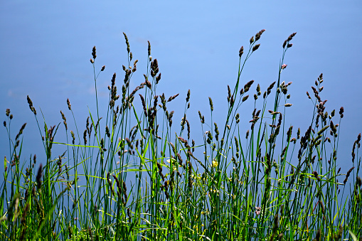 Flowering cereals on the background of water. Pond in the park. On the shore.