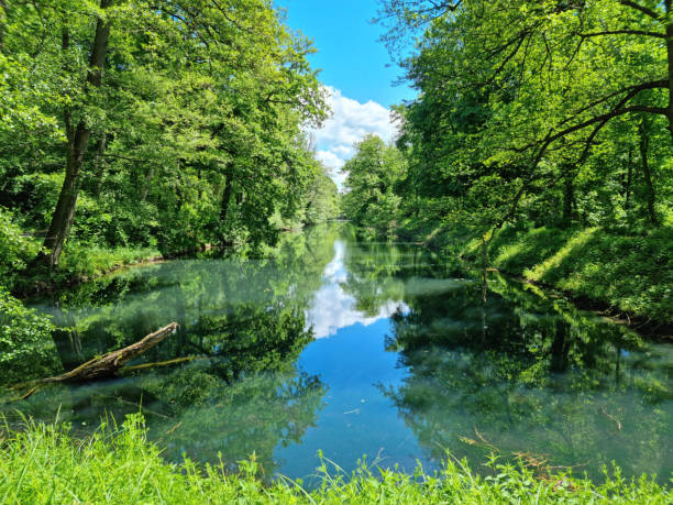 fiume altrhein e foresta ripariale - riparian forest foto e immagini stock