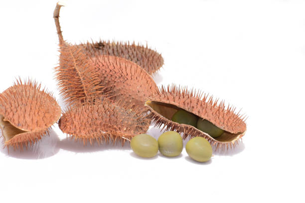Nickar Tree 10+ Nickers Stock Photos, Pictures & Royalty-Free Images - iStock