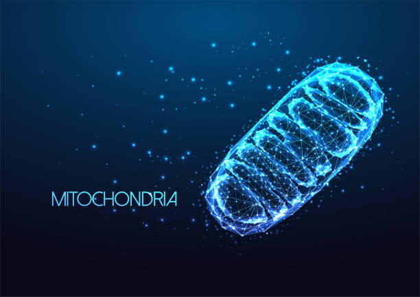 illustrations, cliparts, dessins animés et icônes de organite eucaryote futuriste des mitochondries dans un style polygonal bas brillant isolé sur bleu foncé - mitochondrie