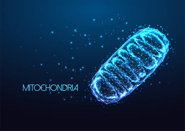 진한 파란색에 고립 된 빛나는 낮은 다각형 스타일의 미래 미토콘드리아 진핵 소기관 - 신체 기능 stock illustrations