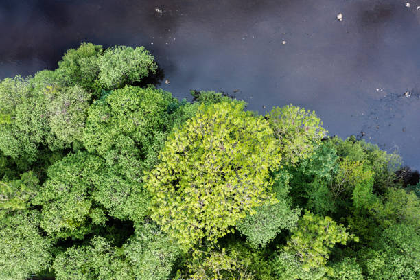 istock View from a drone of trees growing beside a river 1400779889