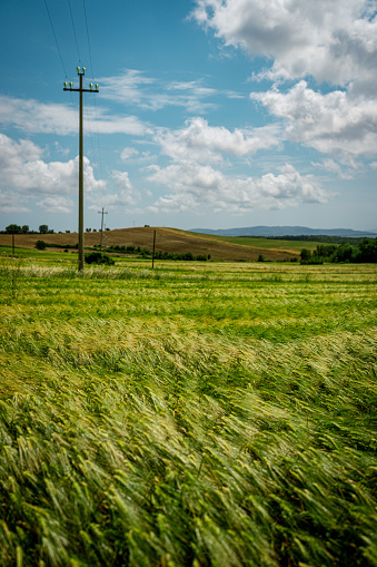 Wheat grain field in summer sunny day