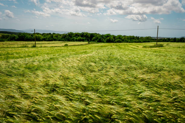 Wheat grain field in summer sunny day
