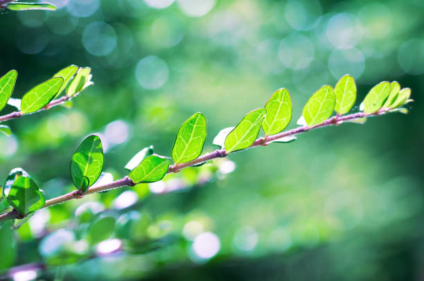 istock Background green branch on a sunny day 1400781367