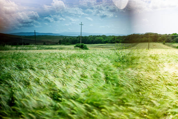Wheat grain field in summer sunny day