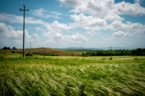 Wheat grain field in summer sunny day