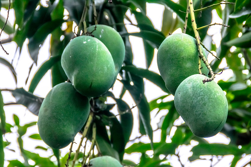 A bunch of fresh green unripe mango on the tree with a green leaves hanging at the farm. Suitable for healthy , nature and delicious juice drink wallpaper