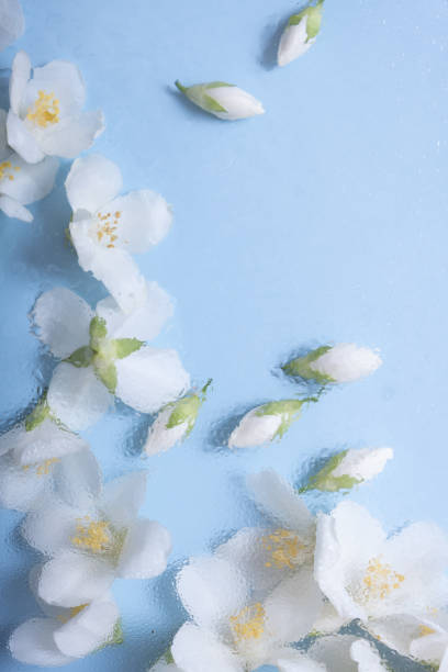 istock Flowers under glass with water drops. Trendy floral creative background 1400783767