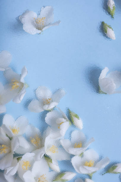 istock Flowers under glass with water drops. Trendy floral creative background 1400783780