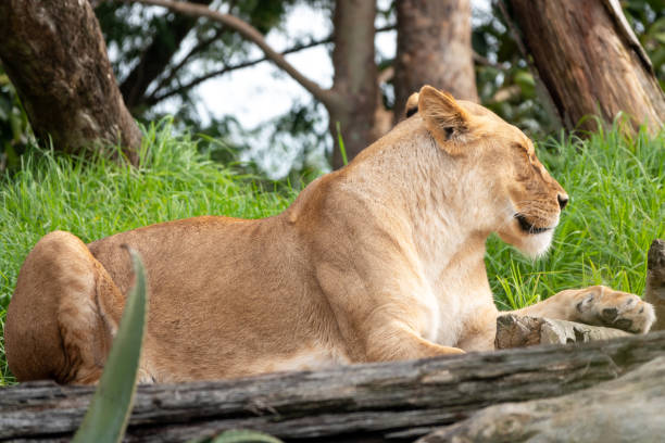 istock Young lioness in the wild 1400785809