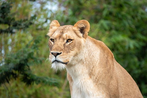Close up portrait shot of a lioness in the wild