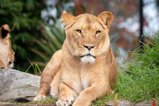 istock Young lioness in the wild 1400785834