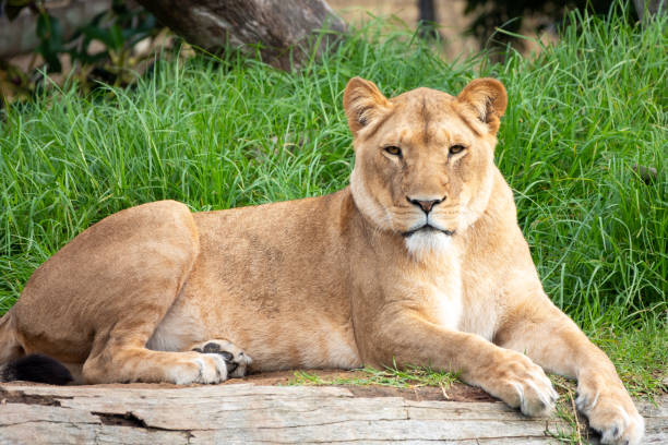 istock Young lioness in the wild 1400785863