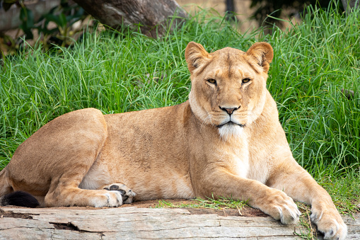An African lion in an aviary. A magnificent predator with a thick mane lies on the ground