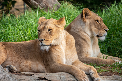 Close up portrait shot of lionesses in the wild